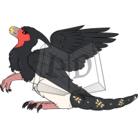 PARA-437-Red-Throated-Caracara