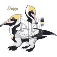 Thumbnail for PET-19-339-1: Diego